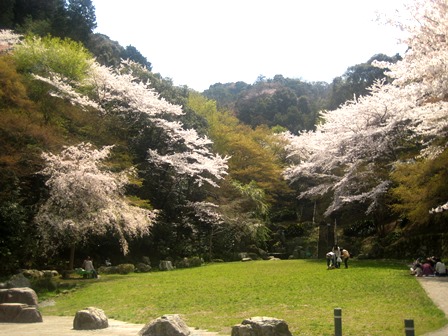 20140409-3_sakura_nagarakouen.JPG