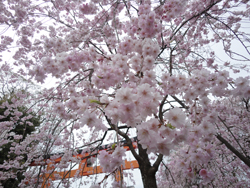 20130412-sakura2013.jpg