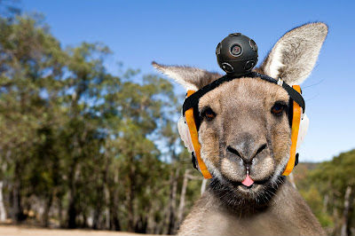 20130328-ah_Kangaroo.jpg